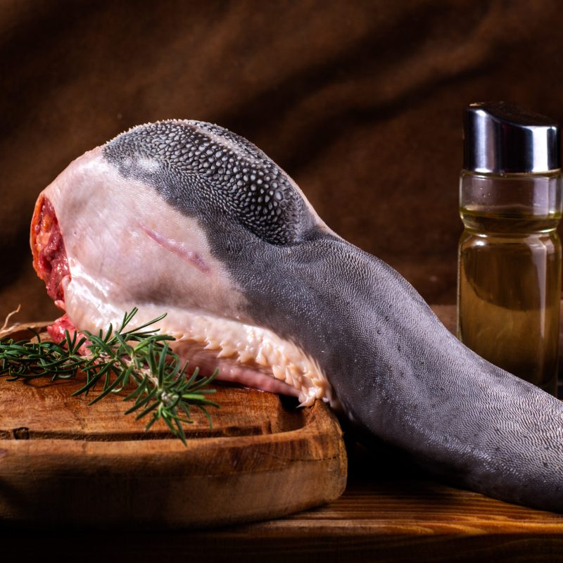 lengua